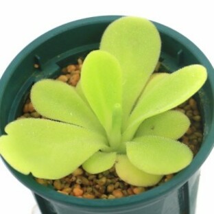 （食虫植物）ムシトリスミレ ピンギキュラ アグナタ×コリメンシス ２～３号（１鉢）の画像