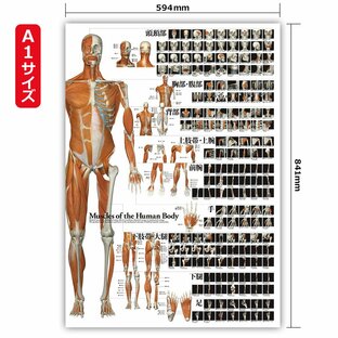 【アウトレット40％OFF】【注：A4サイズ折り】全身の骨格筋 特大筋肉ポスター A1サイズの画像