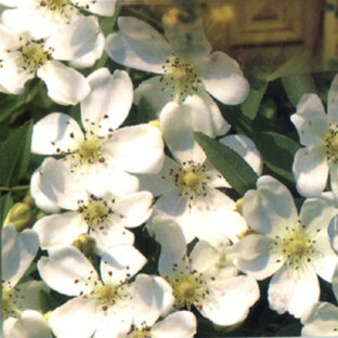 ■良品庭木■モッコウバラ白一重咲き3号ポット苗の画像