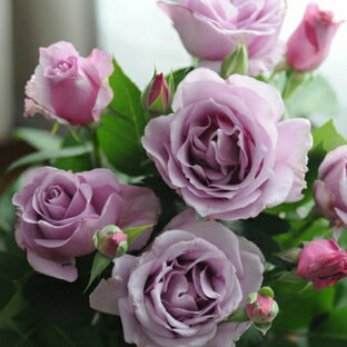 夜来香（大苗）7号鉢植え バラ苗 《農林水産省 登録品種》 四季咲き大輪系（ハイブリッドティーローズ） 河本バラ園 Kawamoto Brand Rosesの画像