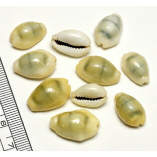 【小さな貝殻パーツ】キイロダカラ お得パック 50個入り 宝貝 タカラガイの画像