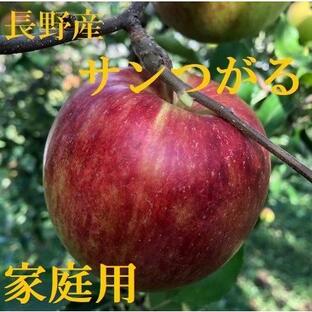 【９月上旬出荷予定】信州産 サンつがる りんご 家庭用 約4.5kg 10玉〜20玉 産地直送 減農薬 無化学肥料栽培の画像