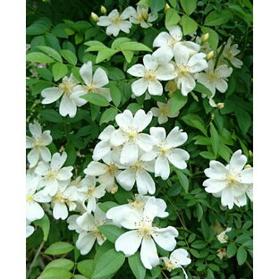 モッコウバラ・一重（白色）（大苗予約）7号鉢植え オールドローズ（アンティークローズ） バラ苗の画像