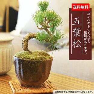 父の日 ギフト 2024ミニ盆栽：五葉松(瀬戸焼小鉢)*祝い ギフト gift 誕生日祝 御祝 プレゼント bonsaiの画像
