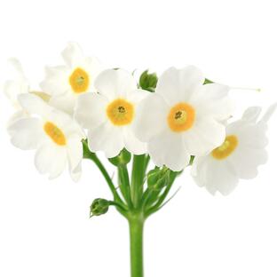 （山野草）クリンソウ（九輪草）白花 ポストフォードホワイト ３号（１ポット）の画像