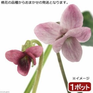 （観葉植物）ハーブ苗 スイートバイオレット（ニオイスミレ） 桃色 ３号（１ポット） 家庭菜園の画像