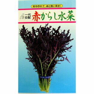 高菜・からし菜 種 【 赤からし水菜 】 小袋（3ml） ( 高菜・からし菜の種 )の画像
