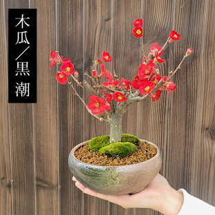 小品盆栽 品種が選べる：木瓜の花 (瀬戸焼三彩鉢)*【2024年開花終了】放春花 ボケ【ぼんさい】【ボンサイ】【送料無料】bonsaiの画像