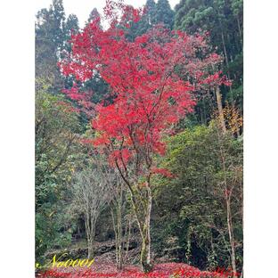 2020年 美景美観 野村紅葉(ノムラモミジ)の巨樹 No1の画像