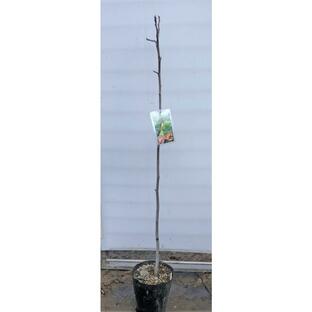 イチジクの木 バナーネ 約1.4m 現品発送 特大植木苗木 果樹 フランスイチジク バナナクイーン 送送料無料の画像