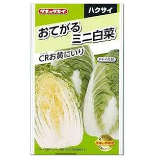 タキイ おてがるミニ白菜 CRお黄にいり AHA07H 種 家庭菜園 プランター栽培 白菜 はくさい ハクサイのタネ たねの画像