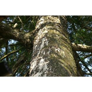 カヤノキ（榧の木）苗木「庭木」「針葉樹」 25〜50cm前後の画像