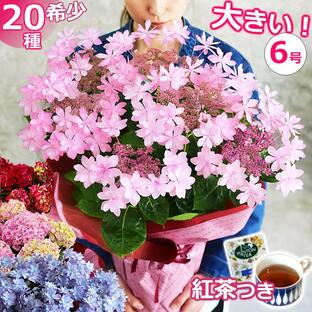 母の日 プレゼント 花 あじさい 鉢植え アジサイ 6号鉢 選べる20品種 珍しい 希少 紫陽花 ギフト 義母の画像