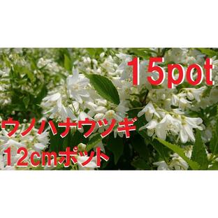 ウノハナウツギ 15ポットセット 卯の花空木 白い純白の花 苗 ガーデニング 寄せ植えの画像