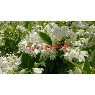 ウノハナウツギ 5ポットセット 卯の花空木 白い純白の花 苗 ガーデニング 寄せ植え 垣根 生垣の画像