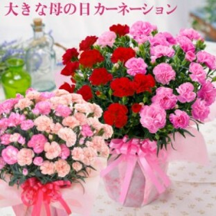 母の日 カーネーション プレゼント 2024 大きい 花 ギフト 鉢植え 2色咲き 6号鉢サイズの画像