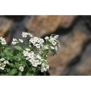 アリッサム ホワイト 2.5〜3号ポット苗 寄せ植え 花壇の画像
