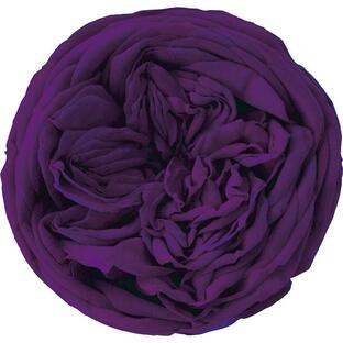 日限定07 プリザーブド アモローサ カブキ レイ 3輪 ヴィオレ 1106-54 プリザーブドフラワー花材 バラ ローズの画像