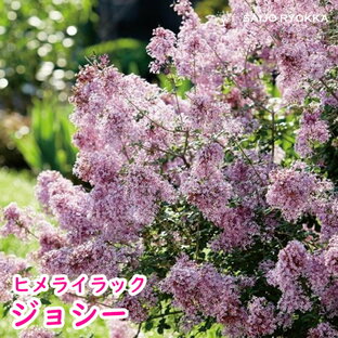 四季咲き コンパクトライラック 「ジョシー」 苗 耐寒性落葉樹【母の日対応不可】の画像