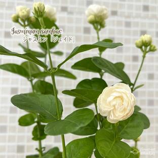アラビアンジャスミン ジェイド 10.5cmポット マツリカ 茉莉花 ジャスミン バラ咲き 八重 Herbの画像