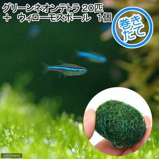 （熱帯魚）（水草）グリーンネオンテトラ（２０匹）＋ウィローモス ミックス ボール １個 北海道・九州航空便要保温の画像