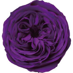 日限定07 プリザーブド アモローサ カブキ 6輪 ヴィオレ 1105-54 プリザーブドフラワー花材 バラ ローズの画像
