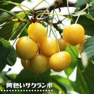 さくらんぼの木 【黄色いサクランボ】 1年生接木苗の画像