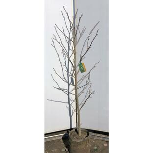 ハンカチの木 約1.7m 現品発送 株 ハンカチノキ 希少品種の画像