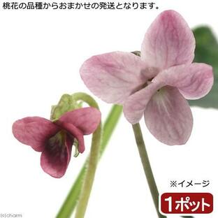 （観葉植物）ハーブ苗 スイートバイオレット（ニオイスミレ） 桃色 ３号（１ポット） 家庭菜園の画像