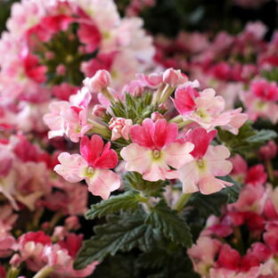 宿根バーベナ ピンクパフェ 3.5号ポット苗花壇 寄せ植え 春 鉢植え ピンク 人気 育てやすいの画像