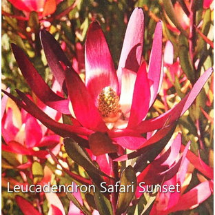 リュウカデンドロン Safari Sunset / サファリサンセット / リューカデンドロン（4号）植木 花木 花苗の画像