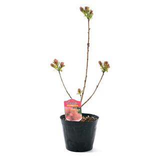 （観葉植物）スモークツリー リトルルビー ４．５号（１ポット）の画像