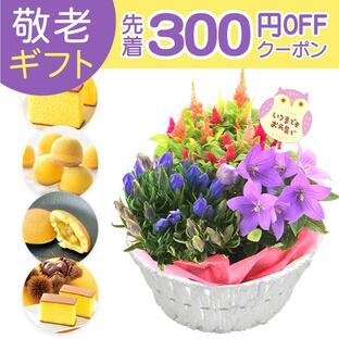 敬老の日 プレゼント ギフト 花 お菓子 定番 リンドウ 鉢植え 和菓子 洋菓子 スイーツ おかし 食べ物 敬老の日プレゼント 敬老の日ギフト 60代 70代 80代 祖母の画像