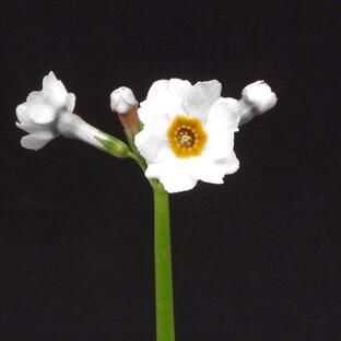 クリンソウ（九輪草）白花の画像