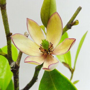 ■良品庭木■香りの良いカラタネオガタマ唐タネオガタマ3．5号ポット苗の画像