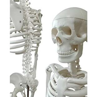 OWLIAN 1/2サイズ 全身骨格模型 レントゲン技師監修 85cm 人体骨格標本 関節可動 ミニ PVC ホワイト 骸骨 美術モデル 教材 日本ブランドの画像