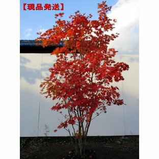 コハウチワカエデ 現品発送 単木 樹高2.0-2.6m(根鉢含まず) 紅葉 モミジ シンボルツリー 落葉樹 落葉高木 庭木の画像