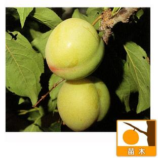 果樹の苗/スモモ(プラム）：大石早生4〜5号ポットの画像