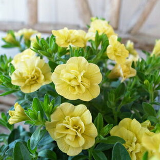 カリブラコア ティフォシー ダブル イエロー 黄色 3.5号苗 花芽付 植物 販売 ガーデン ガーデニング ペチュニア 八重咲きの画像