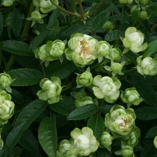 バラ苗 鉢植え6寸 2024 エクレール Eclaire 四季咲き 国産ノイバラ台木使用の画像
