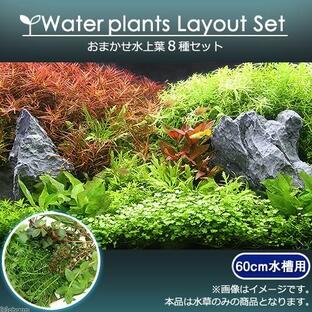 （水草）おまかせ水上葉 レイアウトセット ６０ｃｍ水槽用 ８種（無農薬）（１パック）（水草説明書付）の画像
