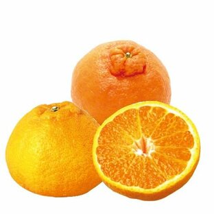 柑橘類の苗 デコポン （ 不知火 ） 1年生苗木の画像