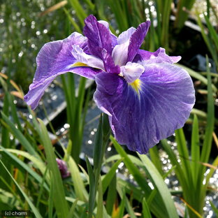 （ビオトープ）水辺植物 花菖蒲 嬉野の虹（ウレシノノニジ）肥後系薄紫三英花（1ポット）【HLS_DU】の画像