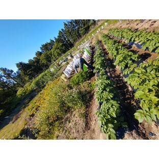 【産直通販】【お買い得☆旬の野菜セット（10品〜13品目）☆9月☆10月】新鮮お野菜🌿🫛🧅農薬、除草剤、化学肥料等、一切不使用☆ゆうパック🏣80サイズにたっぷりお入れいたします☆／生産者名：こすもすグループ農園（野菜セット）／産地：石川県｜産地直送のお取り寄せ/通販 食べチョクの画像