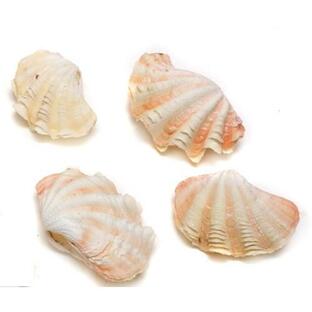 【貝殻パーツ】 天然シャコ貝 ヒメシャコガイ ミニシャコガイ 2枚合わせ 1個 Sサイズ  接着済 ピンクオレンジ×ホワイト系の画像
