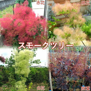 【選べる4色】スモークツリー （ カスミの木 ） 13.5cmポット苗の画像