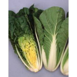 ミニ白菜種子 サカタのタネ タイニーシュシュ 小袋の画像