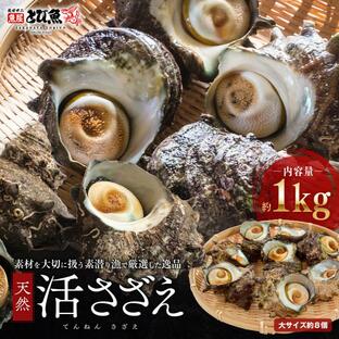 [ 水揚次第発送 ] 福井県産 天然 活 サザエ 大サイズ 1kg (8個前後) 生食 刺身可 国産 砂抜き処理済み さざえ サザエ 栄螺 貝 つぼ焼き 【のし対応】sazaeの画像