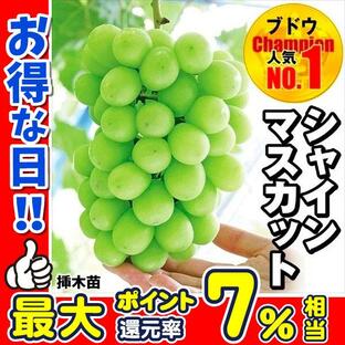 ブドウ 苗木 シャインマスカットP 挿木苗 1株 / ぶどう 葡萄 苗 ぶどうの木 ブドウの苗木 果樹苗の画像