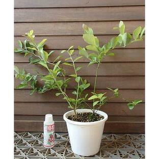 ブルーベリー苗木 苗 ブルーベリーの木 鉢植え ブルーベリー2本セット植え（ラビットアイ系）：果樹苗の画像